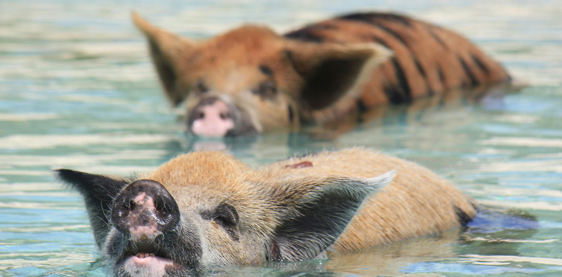 Where Can You Swim With Pigs?